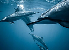 百家乐平台-107比64轻取陕西队，山西女篮得分创新高